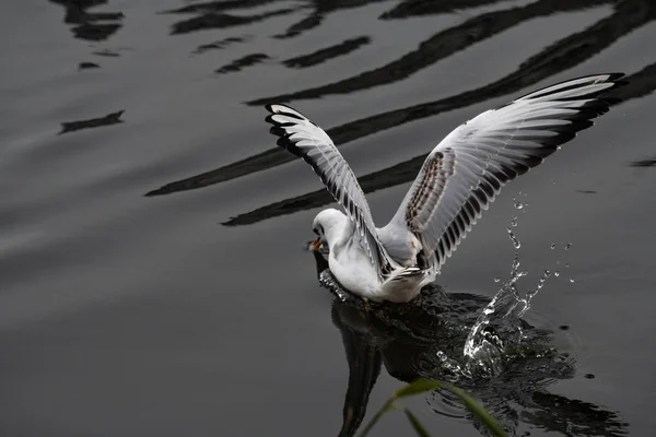 海鸥飞水泉自然湖鸟云天光反射 — 图库照片