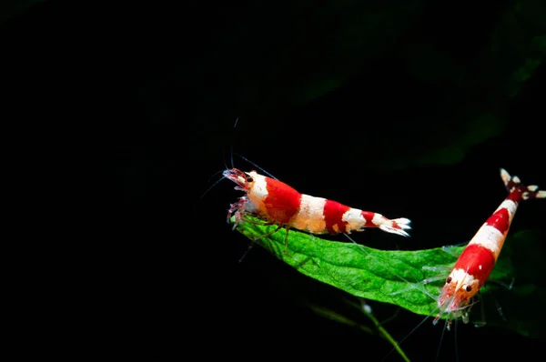 Caridina Cantonesis Crystal Red Shrimp Eating Pets Hobby Aquarium Freshwater — Stock Photo, Image