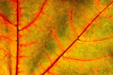 Makroyu kapatın yaprak sonbahar renk doku sanat formu soyut kadar