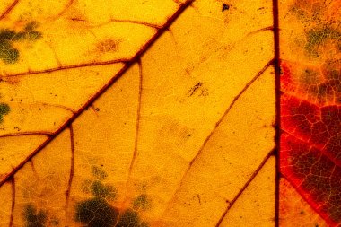 Makroyu kapatın yaprak sonbahar renk doku sanat formu soyut kadar