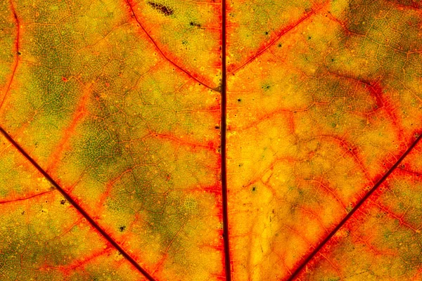 Макро закрыть лист осенний цвет текстуры формы искусства абстрактной — стоковое фото