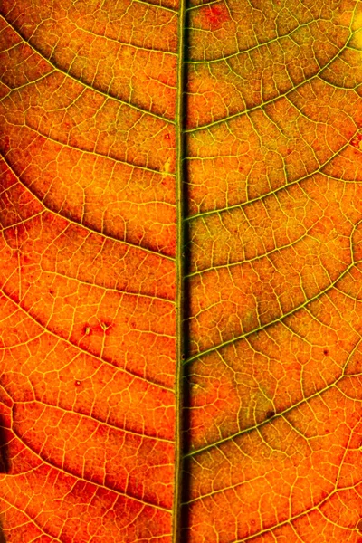 Macro fermer feuille automne couleur texture art forme abstrait — Photo