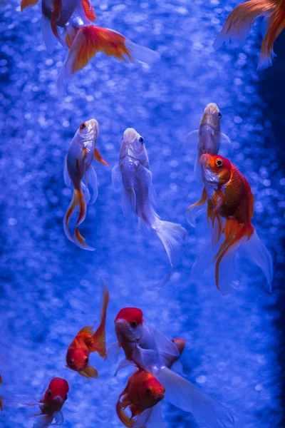 Nice kırmızı altın balık sürüsü hava kabarcıkları mavi arka plan doğa akvaryum 