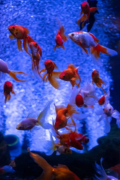 Nice red gold fish swarm air bubbles blue background nature aquarium