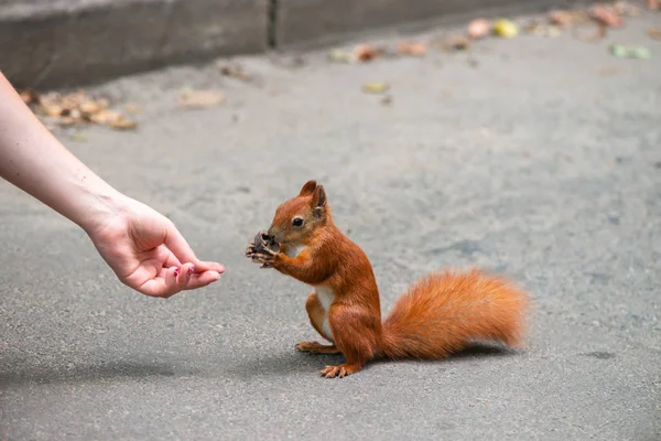 Menina alimentando pouco esquilo no parque natureza close-up — Fotografia de Stock