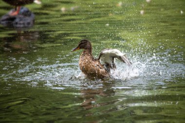 Ördek göl yeşil su doğa yaz kuşlar