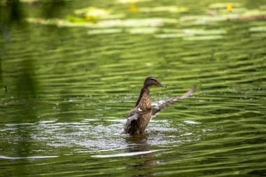 Ördek göl yeşil su doğa yaz kuşlar