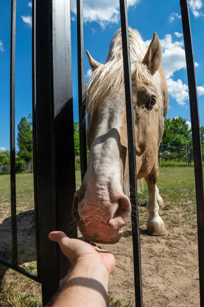 Rostig röd häst bakom staketet Animal Nature — Stockfoto