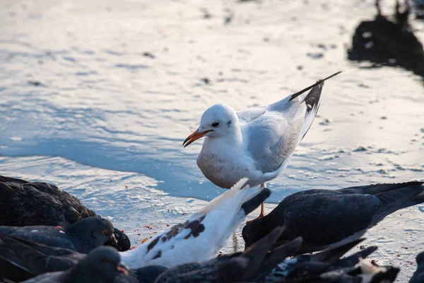 Gran gaviota blanca en el lago invierno naturaleza salvaje — Foto de Stock