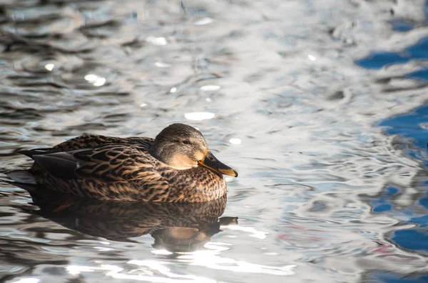 Pato hembra limpio en el lago reflejo del agua naturaleza salvaje otoño — Foto de Stock