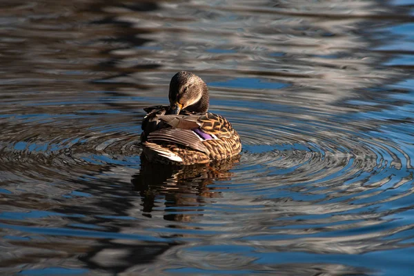 Female duck clean on lake water reflection nature  wild autumn