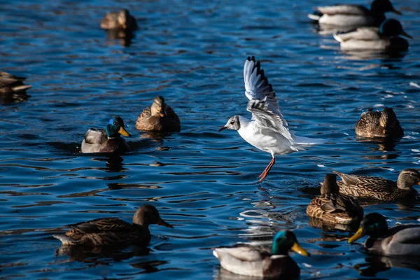 Grande gaivota branca no lago inverno natureza selvagem — Fotografia de Stock