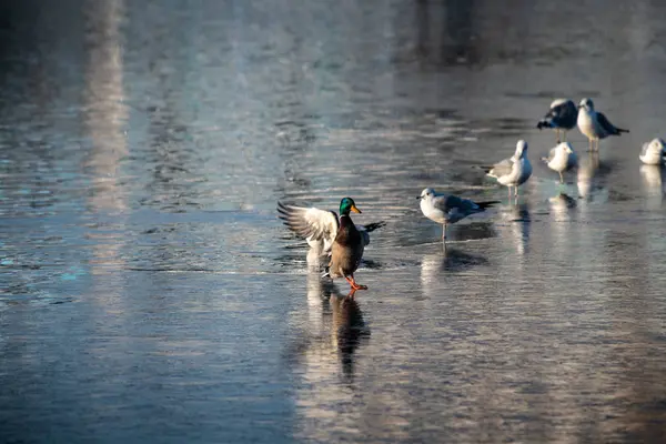 Pato hembra limpio en el lago reflejo del agua naturaleza salvaje otoño — Foto de Stock