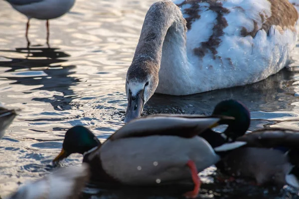 Acercamiento joven cisne retrato gris naturaleza primavera aves salvaje — Foto de Stock