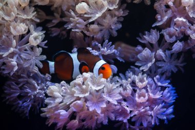 Anemon ve palyaço Amphiprion balıklarla güzel deniz manzarası Akvaryumu