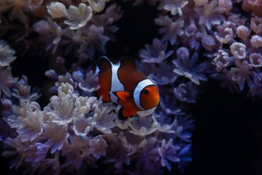 Anemon ve palyaço Amphiprion balıklarla güzel deniz manzarası Akvaryumu