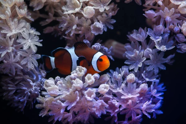 Nice sea scape aquarium with anemones and clown Amphiprion fish — Stock Photo, Image