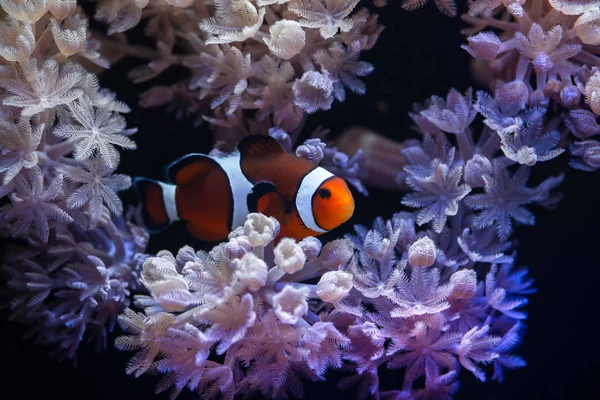 Anemon ve palyaço Amphiprion balıklarla güzel deniz manzarası Akvaryumu