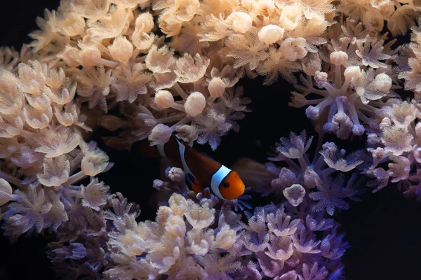 Nice sea scape aquarium with anemones and clown Amphiprion fish — Stock Photo, Image