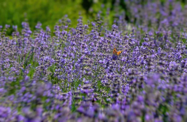 Vanessa cardui kelebek lavanta çiçekleri makro böcek doğa yakın 