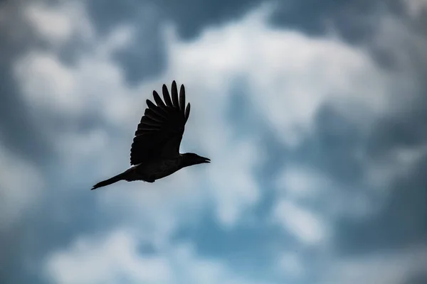 Bulut gökyüzünde uçan gri karga doğa kuş canlı özgürlük soyut siluet — Stok fotoğraf