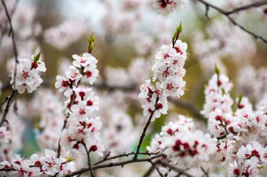 bahar doğa makro kayısı yakın çekim çiçek
