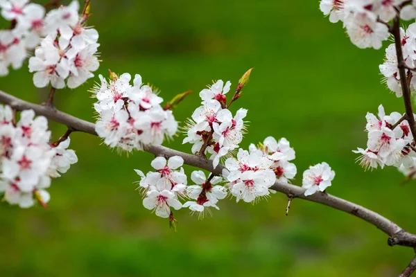 Aprikosenblüte Frühling Natur hautnah Makroerwachen Leben — Stockfoto