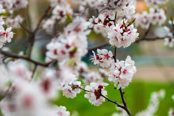 Aprikosenblüte Frühling Natur hautnah Makroerwachen Leben — Stockfoto