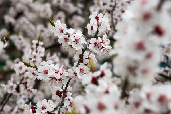 Apricot flor primavera natureza close up macro awekening vida — Fotografia de Stock