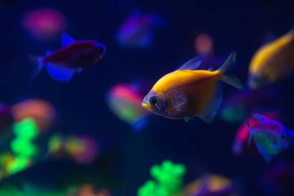 Tatlı su tankı doğa su rengi boyalı akvaryum nice neon glowfish