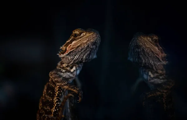 Den östra skäggiga Dragon Lizard glass reflektion natur närbild porträtt Wild Life — Stockfoto