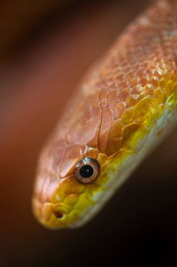 Elaphe sıçan yılan paslı kırmızı yakın doğa makro 