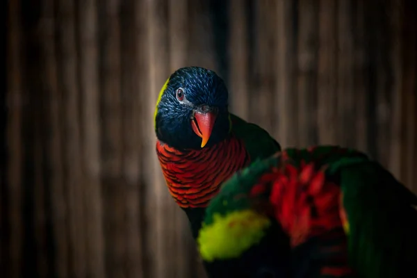 Paret av kokos Lorikeet familj naturfåglar vilda liv närbild — Stockfoto