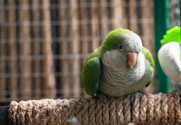 A szerzetes törpepapagáj kvéker papagáj zöld madár természet közelről dühös — Stock Fotó