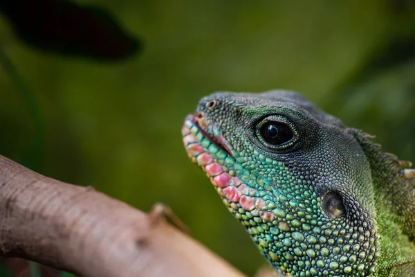 Trevlig grön ödla Iguana huvud porträtt närbild makro reptil natur — Stockfoto