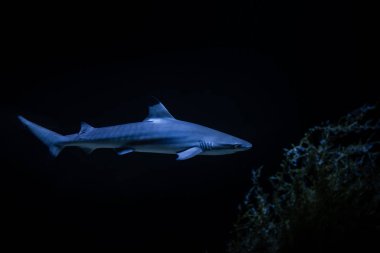 Karanlık doğa tehlike balık akvaryum hobi saldırı güzel büyük beyaz köpekbalığı