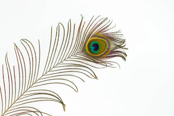 Peacock feather color full isolated nature white background bird — Stock Photo, Image