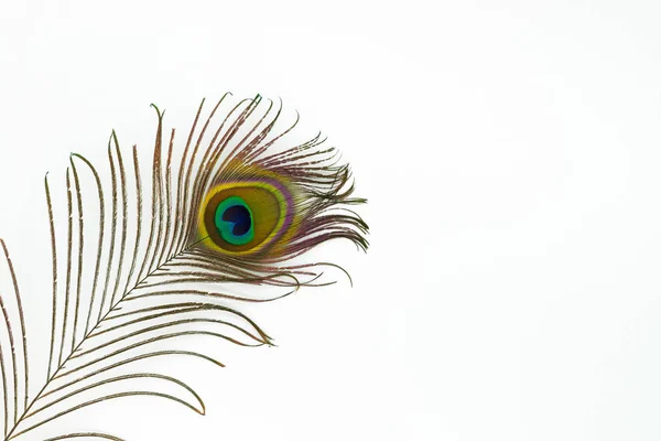 Pavo real pluma color completo aislado naturaleza blanco fondo pájaro — Foto de Stock