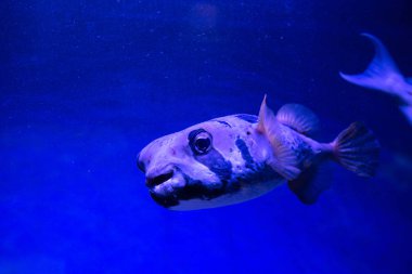 Büyük beyaz deniz doğa yaşam doğa mavi okyanus Blue arka plan üzerinde pufferin