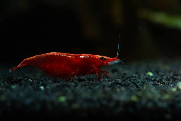 Vermelho neocaridina camarão fogo sacura cereja animais de estimação aquário água doce — Fotografia de Stock