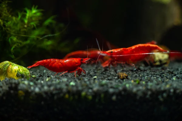 Red neocaridina shrimp fire sacura cherry pets aquarium freshwater — Stock Photo, Image