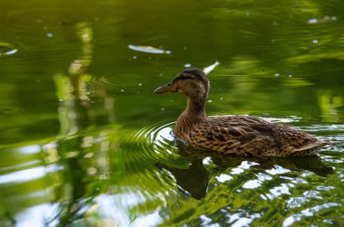 Yeşil ördek su yansıma doğa ekoloji kaydetmek