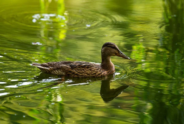 Yeşil ördek su yansıma doğa ekoloji kaydetmek