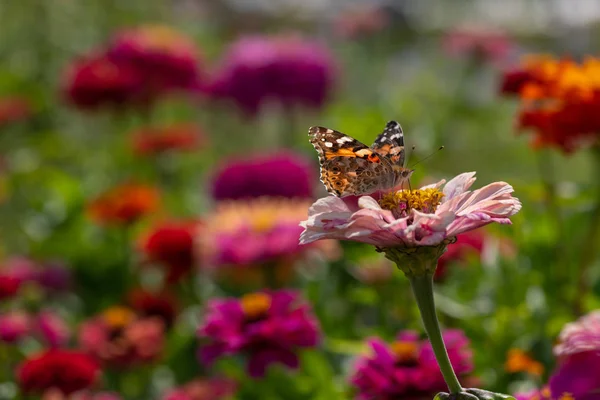 Vanessa cardui mariposa color flor insecto cerrar — Foto de Stock