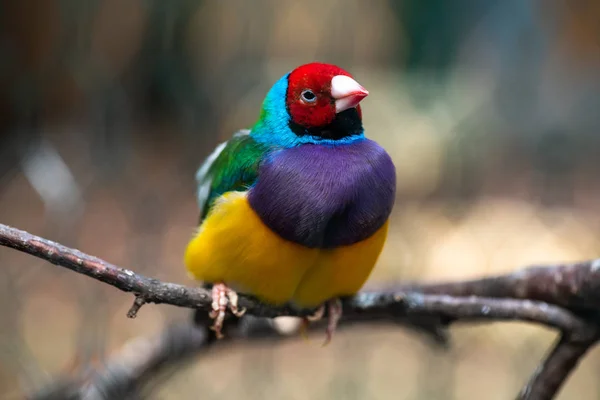 L'oiseau de pinson d'arc-en-ciel gouldien se ferme vers le haut de la nature birn — Photo