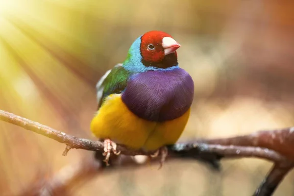 Gouldian Rainbow Finch Bird Närbild natur Birn — Stockfoto