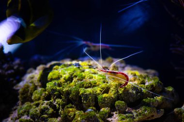 Pasifik temizleyici karides doğa okyanus yaşam ekoloji