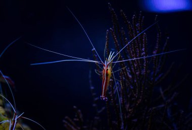 Pasifik temizleyici karides doğa okyanus yaşam ekoloji