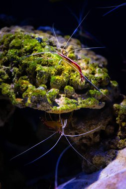Pasifik temizleyici karides doğa okyanus yaşam ekoloji
