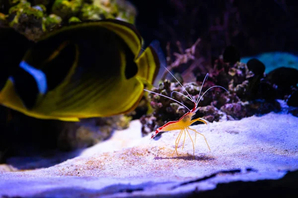 Pacific cleaner shrimp nature ocean life ecology — Stock Photo, Image